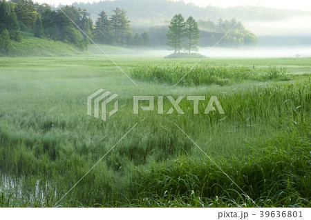 朝の湿原 39636801