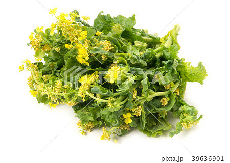 菜の花 菜の花 39636901