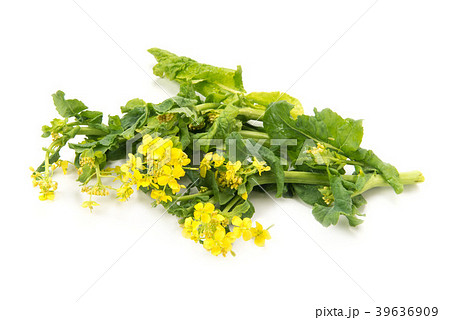 菜の花 菜の花 39636909
