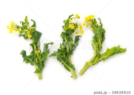 菜の花 39636910