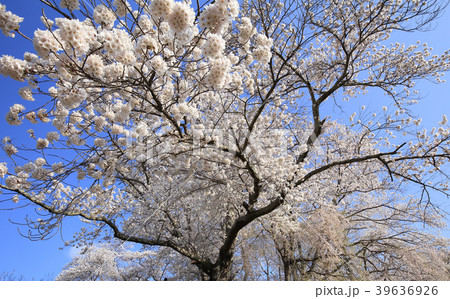三春の桜 三春の桜 39636926