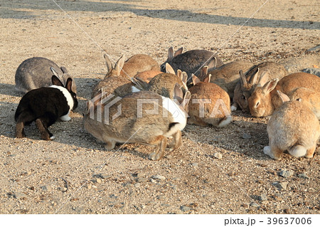 大久野島の海岸で円陣を組むうさぎたち 39637006