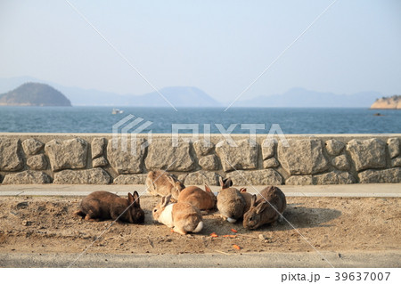大久野島の海岸で円陣を組むうさぎたち 39637007