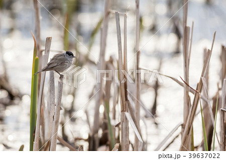 An Eurasian blackcap An Eurasian blackcap 39637022