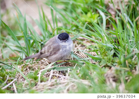 An Eurasian blackcap 39637034