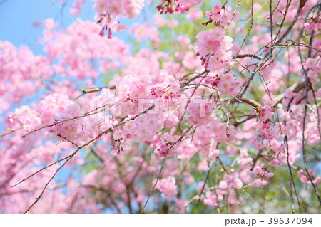 ピンクのしだれ桜 ピンクのしだれ桜 39637094