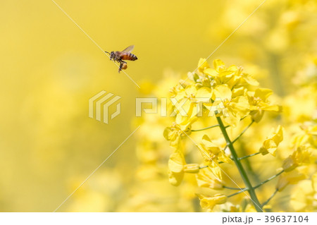 菜の花とミツバチ 39637104