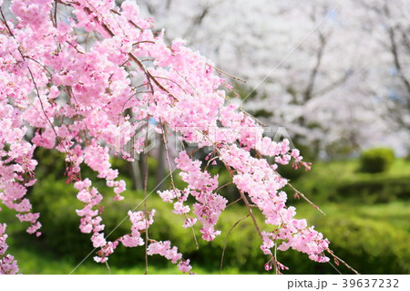 ピンクのしだれ桜 39637232