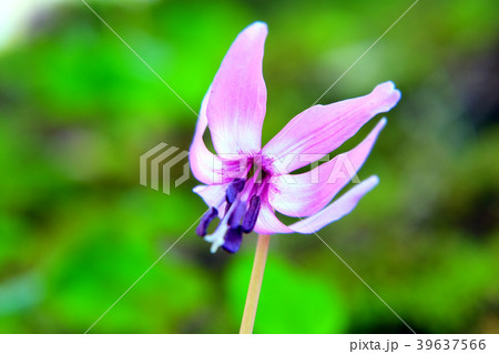 カタクリの花 39637566