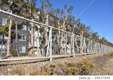 昭和の団地 藤沢市辻堂団地 昭和の団地 藤沢市辻堂団地 39637840