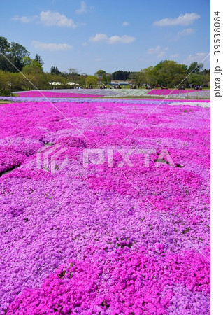 千葉県　芝桜　富田さとにわ耕園 39638084
