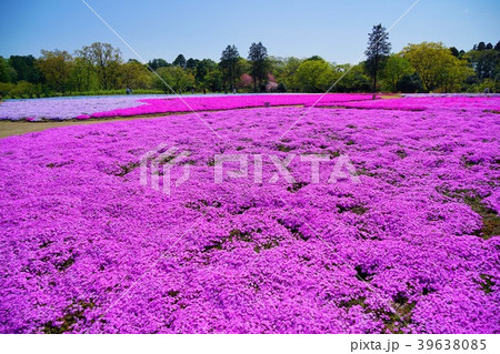 千葉県　芝桜　富田さとにわ耕園 39638085