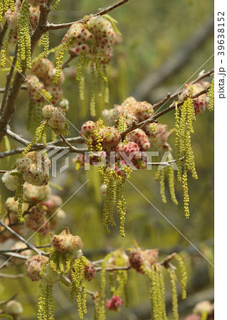 生き物　昆虫　クヌギハナカイメンフシ、『クヌギハナカイメンタマバチ』がクヌギの雄花に作った虫癭② 39638152
