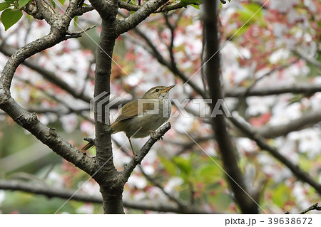 山桜林の中でさえずるウグイス 39638672
