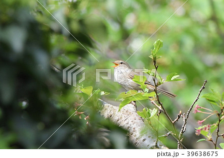 山桜林の中でさえずるウグイス 39638675
