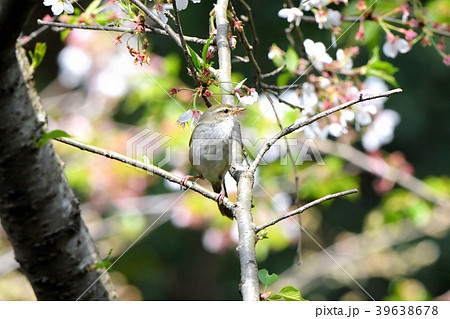 山桜林の中でさえずるウグイス 39638678