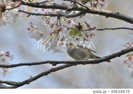 山桜林の中でさえずるウグイス 39638679