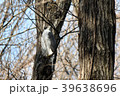 早春のオオタカ　恋人探し 39638696