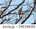 芽吹きの季節　オオタカの森 39638698