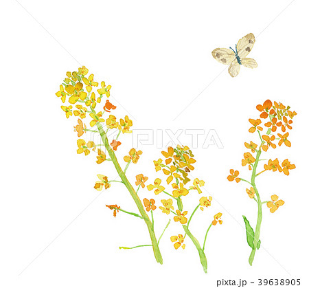 なのはな 39638905