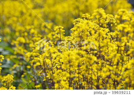 紅菜台の黄色の花が咲く 紅菜台の黄色の花が咲く 39639211
