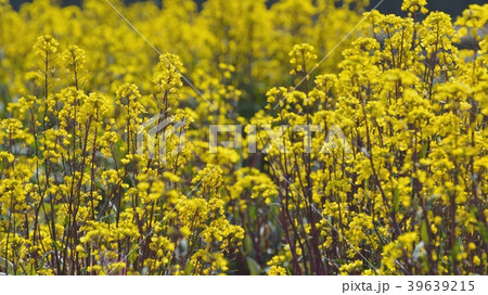 紅菜台の黄色の花が咲く 39639215