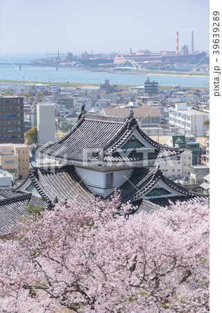 和歌山城の桜 39639289