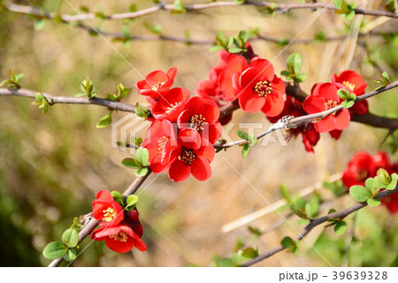 紅い花のボケ 39639328