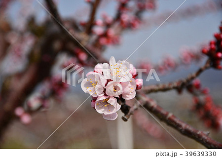 あんずの花 39639330