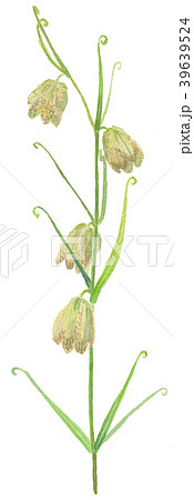 バイモユリ Fritillaria Verticillataのイラスト素材