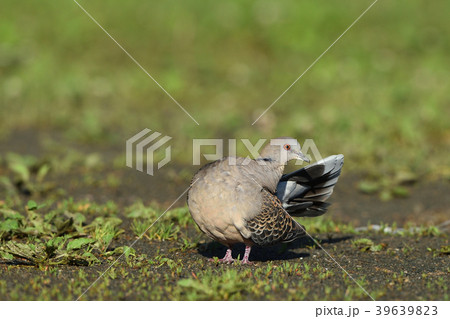 キジバト 39639823