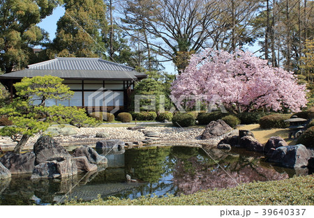 京都の二条城内にある清流園と満開の桜です 39640337