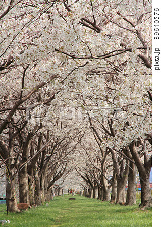 桜のトンネル 39640576