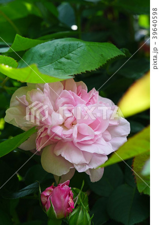 ソフトピンクの美しいバラ ソフトピンクの美しいバラ 39640598