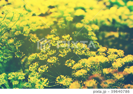 inflorescence yellow fennel wild field spice 39640786