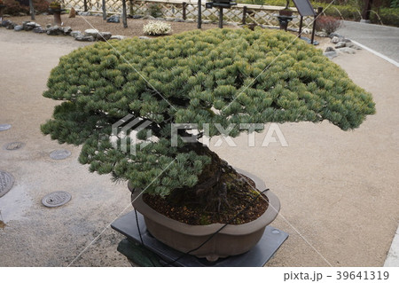 駒木野庭園 裏高尾町 春 駒木野庭園 裏高尾町 春 39641319