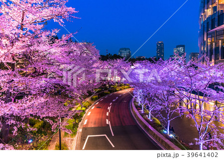 《東京都》東京ミッドタウン・夜桜ライトアップ 39641402