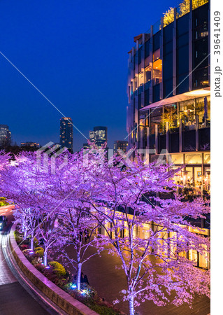 《東京都》東京ミッドタウン・夜桜ライトアップ 39641409