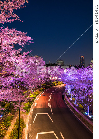 《東京都》東京ミッドタウン・夜桜ライトアップ 39641421