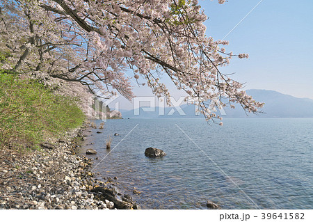 海津大崎の桜 39641582