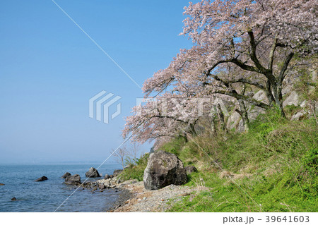 海津大崎の桜 39641603