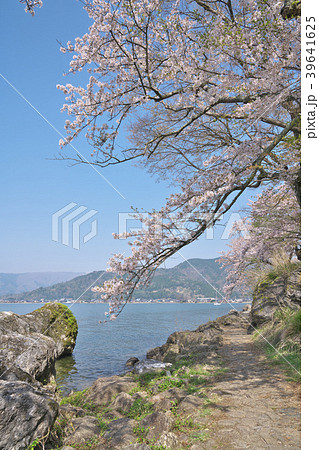 海津大崎の桜 39641625