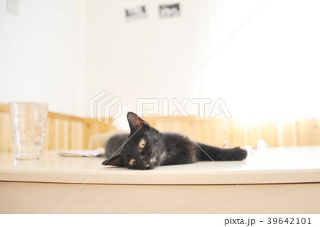 怖い顔でリラックスする黒猫 39642101