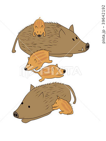 イノシシfamily 39642192