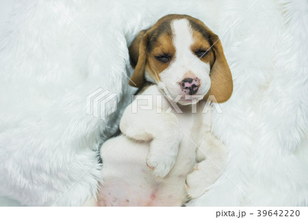 puppy beagle sleep on white bed 39642220