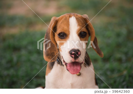 Close up of cute young Beagle playing in garden Close up of cute young Beagle playing in garden 39642360