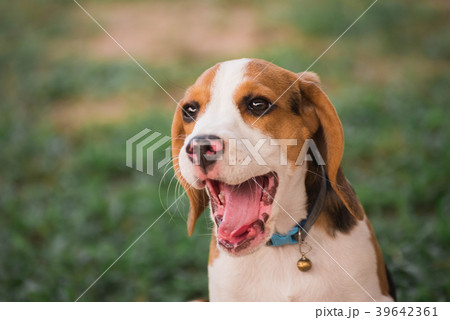 Close up of cute young Beagle playing in garden Close up of cute young Beagle playing in garden 39642361