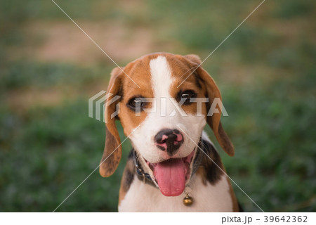 Close up of cute young Beagle playing in garden 39642362