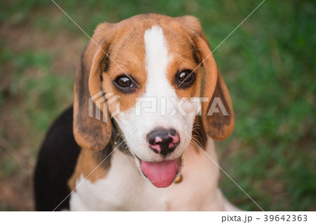 Close up of cute young Beagle playing in garden 39642363