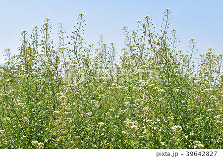 ナズナ（ペンペン草） 39642827